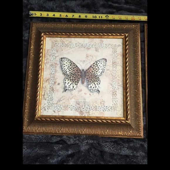 Butterfly Pictures - Picture 3 of 3